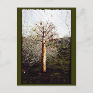 Dry Ferula Plant Briefkaart