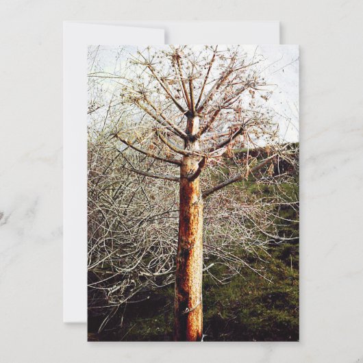 Dry Ferula Plant Feestdagenkaart (Voorkant)