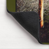 Dry Ferula Plant Muismat (Hoek)