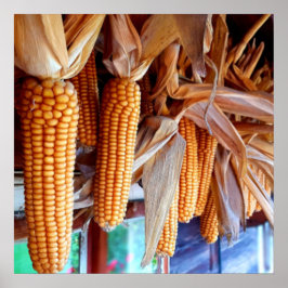 Dry Whole Ear Corn with Husks Poster
