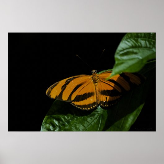 Dryad Print (Voorkant)