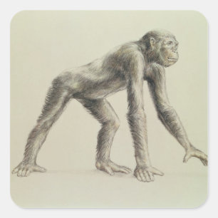 Dryopithecus Afrianus Vierkante Sticker