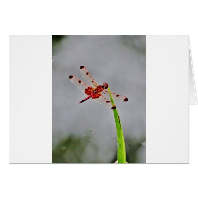 DSC00029.JPG (Voorkant Horizontaal)