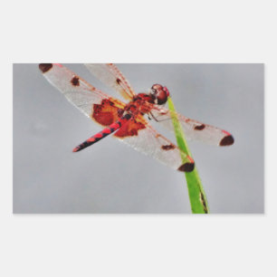 DSC00029.JPG RECHTHOEKIGE STICKER