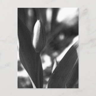 DSC02422 c Briefkaart