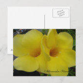 DSC03203, Allamandra Flowers - Cus... - GEPERSONAL Briefkaart (Voorkant / Achterkant)