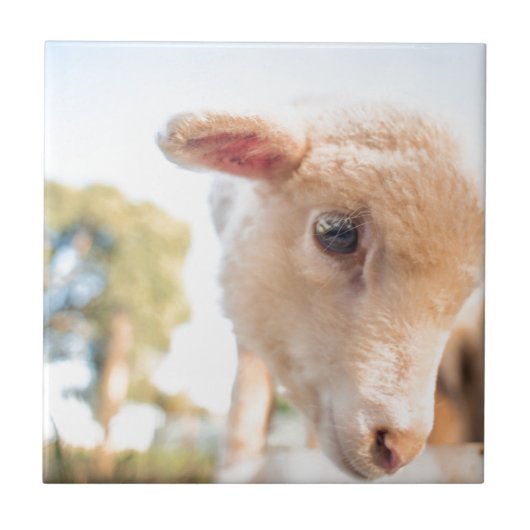 _DSC2491 TEGELTJE (Voorkant)