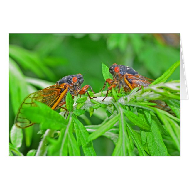 DSC_3480ps.jpg (Devant horizontal)