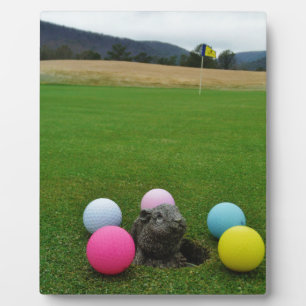 DSCF0692.JPG FOTOPLAAT