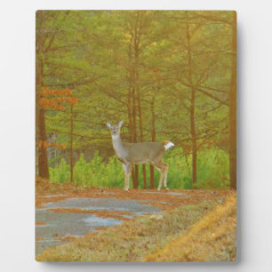 DSCF4041.JPG FOTOPLAAT