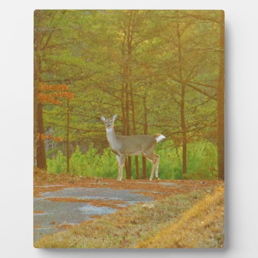 DSCF4041.JPG FOTOPLAAT (Voorkant)