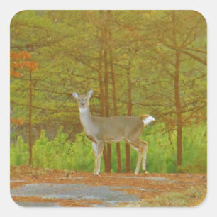 DSCF4041.JPG VIERKANTE STICKER