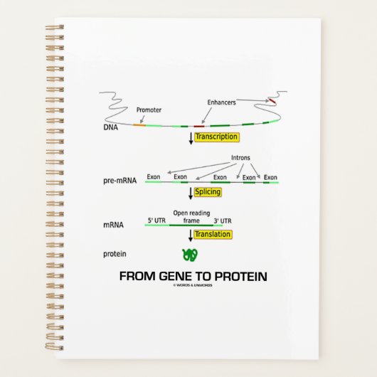 Du Gène À La Biologie Moléculaire Protéine (Devant)
