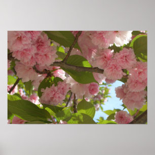Dubbel Bloeiende Kersenboom III Lente Bloemen Poster