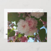 Dubbelbloeiende Cherry Tree I Spring Floral Briefkaart (Voorkant / Achterkant)