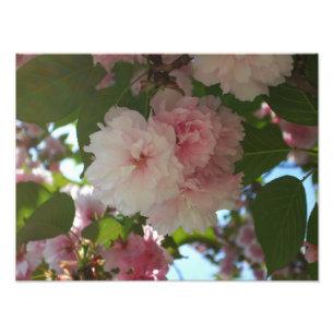 Dubbelbloeiende Cherry Tree I Spring Floral Foto Afdruk