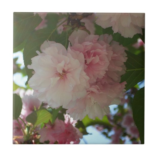 Dubbelbloeiende Cherry Tree I Spring Floral Tegeltje (Voorkant)