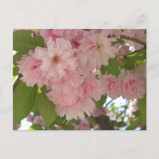 Dubbelbloeiende Cherry Tree II Spring Floral Briefkaart (Voorkant)