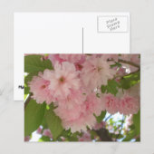 Dubbelbloeiende Cherry Tree II Spring Floral Briefkaart (Voorkant / Achterkant)