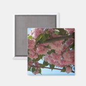 Dubbelbloeiende Cherry Tree IV Spring Magneet (Voorkant / Achterkant)