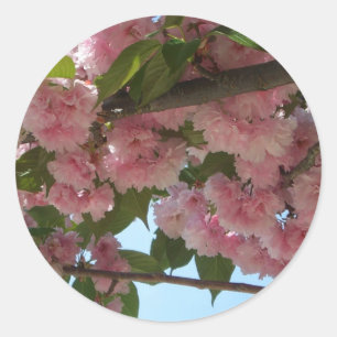 Dubbelbloeiende Cherry Tree IV Spring Ronde Sticker