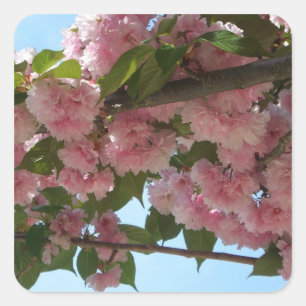 Dubbelbloeiende Cherry Tree IV Spring Vierkante Sticker