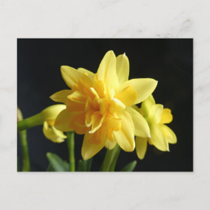 Dubbelbloemige Daffodils DIY Briefkaart