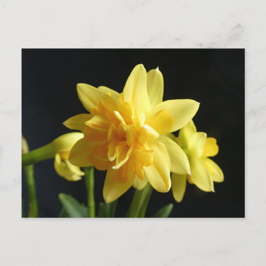 Dubbelbloemige Daffodils DIY Briefkaart (Voorkant)