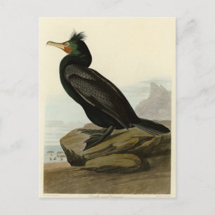 Dubbele aalscholvervogels in Amerika Briefkaart