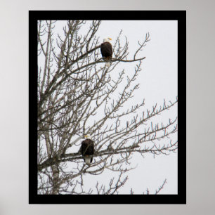 Dubbele adelaar poster