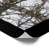 Dubbele adelaar poster (Hoek)