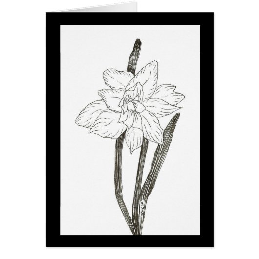 Dubbele affodil (Voorkant)