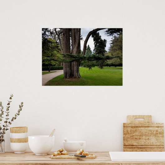 dubbele bomen poster (Keuken)