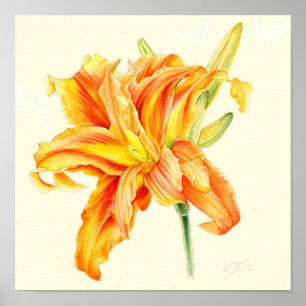 Dubbele daglelie Hemerocallis oranje waterverf Poster
