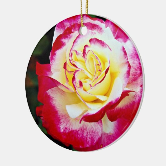 Dubbele hybride thee Roos "Andeli" Witte stroom Keramisch Ornament (Links)