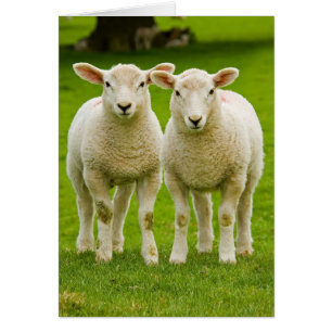 dubbele lammeren