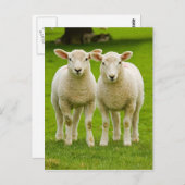 dubbele lammeren briefkaart (Voorkant / Achterkant)