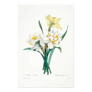 Dubbele narcis, Pierre-Joseph Redouté, 1827 Foto Afdruk
