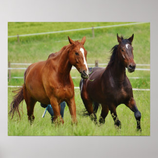 Dubbele paarden poster