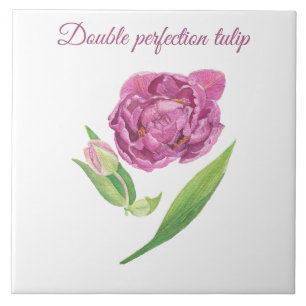 Dubbele perfectie tulp botanische waterverf tegeltje