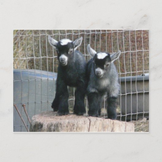 Dubbele problemen briefkaart (Voorkant)