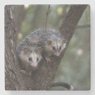 Dubbele problemen in het bladerdak: Twin Possums Stenen Onderzetter