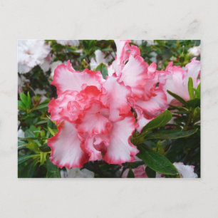 Dubbele rode en witte Azaleas Spring Floral Briefkaart