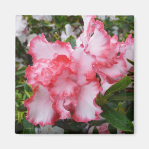 Dubbele rode en witte Azaleas Spring Floral Magneet