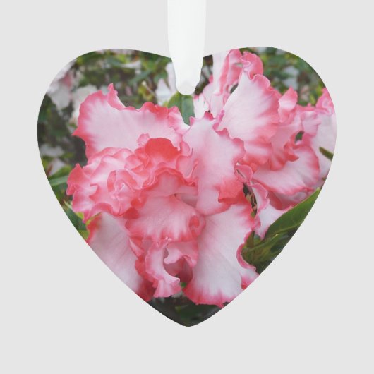 Dubbele rode en witte Azaleas Spring Floral Ornament (voorkant)