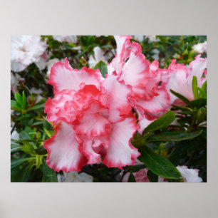 Dubbele rode en witte Azaleas Spring Floral Poster