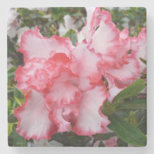 Dubbele rode en witte Azaleas Spring Floral Stenen Onderzetter