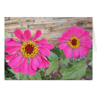 Dubbele roze bloemen