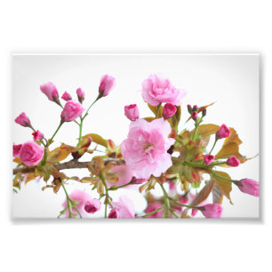 Dubbele roze kersenbloesems in de welkomstlente foto afdruk