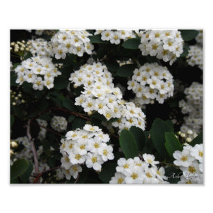 Dubbele spiraea foto afdruk